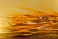 On Precision Agriculture