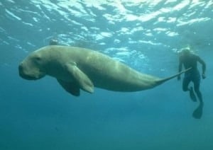 The Internet of Dugongs
