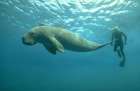 The Internet of Dugongs