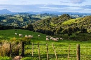 NZ IoT Alliance and MBIE Team Up for Farm IoT Trial