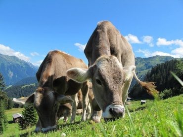 IoT Increases Dairy Farm Productivity by 20 Percent