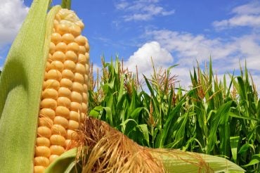 Artificial Intelligence Predicts Corn Yield Rates