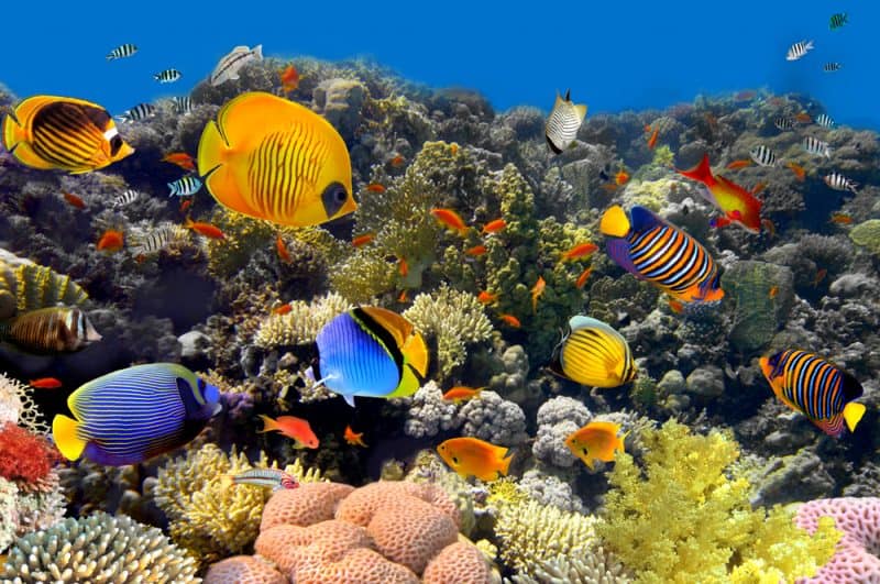Accenture, Intel Use AI To Save Coral Reefs