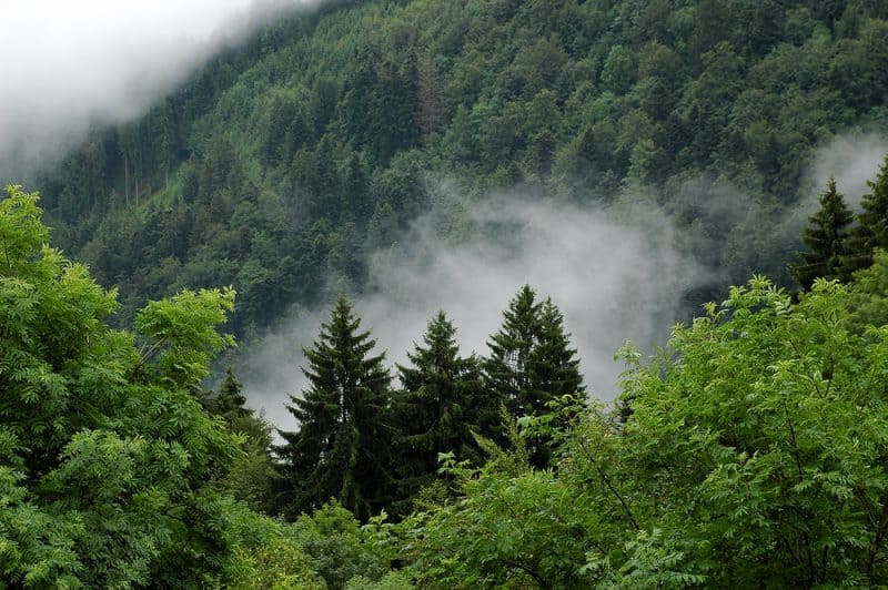 Using Artificial Intelligence to Track Deforestation