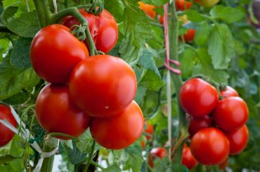 NEC, Kagome Announce AI Tomato Processing Partnership