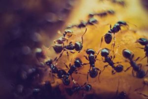 Vehicle Emissions Could Be Halved With Ant Algorithm