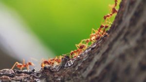 Researchers Build Swarm Robotics System Based on Ant Pheromones