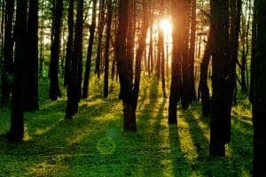 Dual Purpose IoT Forest Management System
